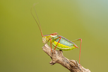 Vibrant Green Bush Cricket on a Branch – Stunning Close-Up Nature Macro Photography