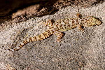 Close-Up of a Lizard on a Stone Wall in Assos, Turkey – Detailed View of Reptilian Texture and Natural Camouflage in an Ancient Setting