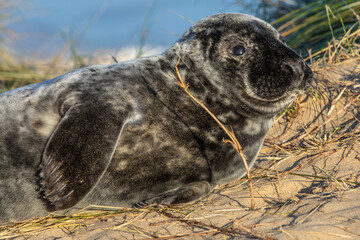 Atlantic Grey Seal in Norfolk, UK