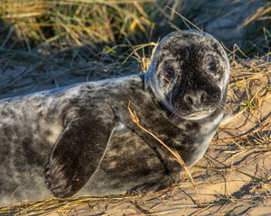 Atlantic Grey Seal in Norfolk, UK