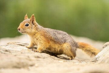 Close-Up of an Alert Squirrel on a Rock – Captivating Wildlife Photography Showcasing Natural Beauty and Curious Behavior