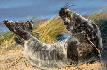 Seal at Horsey Beach in Norfolk, UK