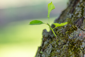 Close-up of fresh green leaves sprouting from tree bark, symbolizing new growth and nature's...