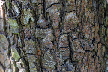 Close-up of Tree Bark Texture with Natural Patterns and Aging Colors in Daylight, Concept of...