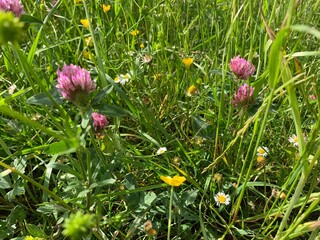 pink and yellow flowers
