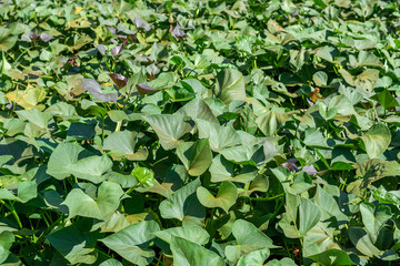 Brazilian beautiful sweet potato plantation.