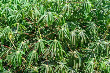 Cassava plantation on sunny day.