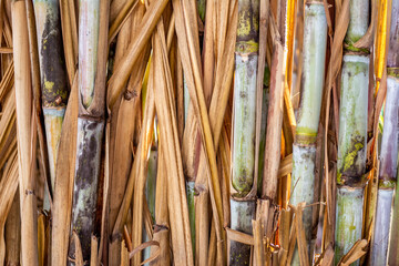 Close sugarcane plantation on sunny day.