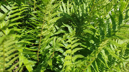 fern plant background
