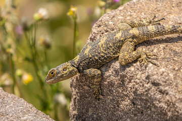 Close-Up of a Hardun Lizard on Ancient Ruins in Assos, Turkey – Unique Wildlife and Historical Setting