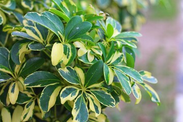 Schefflera arboricola (wali songo) with natural background. This plant common name is dwarf umbrella tree, as it appears to be a smaller version of the umbrella tree, Schefflera actinophylla.