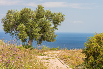 Tranquil Mediterranean View in Assos, Turkey – Olive Tree and Coastal Path Overlooking the Aegean Sea