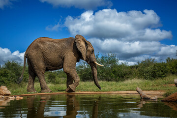 African bush elephant walking along waterhole in Kruger National park, South Africa ; Specie...