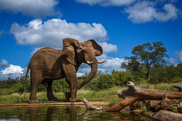 Angry African bush elephant walking along waterhole in Kruger National park, South Africa ; Specie...