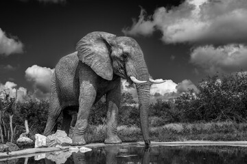 African bush elephant standing front view along waterhole in Kruger National park, South Africa ; Specie Loxodonta africana family of Elephantidae