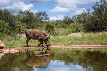 Common warthog drinking into waterhole with reflection in Kruger National park, South Africa ; Specie Phacochoerus africanus family of Suidae