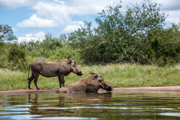 Fototapeta premium Two Common warthog bathing in waterhole in Kruger National park, South Africa ; Specie Phacochoerus africanus family of Suidae
