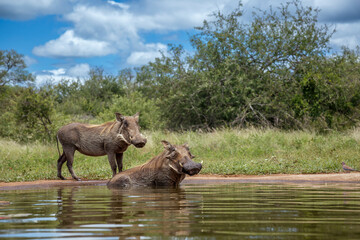 Fototapeta premium Two Common warthog bathing in waterhole in Kruger National park, South Africa ; Specie Phacochoerus africanus family of Suidae
