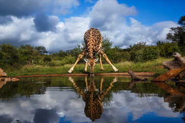 Giraffe drinking front view in waterhole with reflection in Kruger National park, South Africa   Specie Giraffa camelopardalis family of Giraffidae © PACO COMO