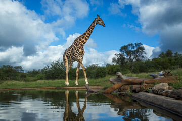 Giraffe along waterhole with reflection in Kruger National park, South Africa ; Specie Giraffa...