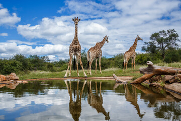 Three Giraffes along waterhole with reflection in Kruger National park, South Africa ; Specie Giraffa camelopardalis family of Giraffidae