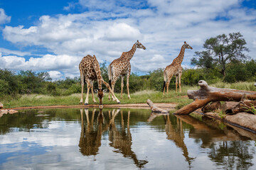 Three Giraffes along waterhole with reflection in Kruger National park, South Africa   Specie Giraffa camelopardalis family of Giraffidae © PACO COMO