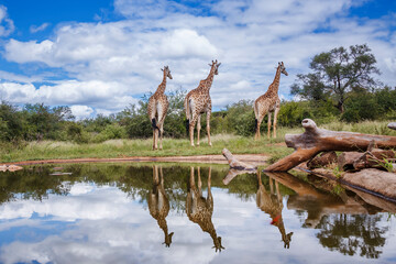 Three Giraffes rear view along waterhole with reflection in Kruger National park, South Africa ;...