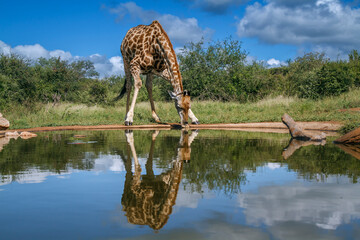 Giraffe drinking front view in waterhole with reflection in Kruger National park, South Africa ;...
