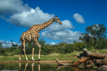 Giraffe walking along waterhole in Kruger National park, South Africa   Specie Giraffa camelopardalis family of Giraffidae © PACO COMO