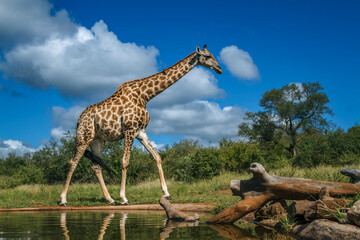 Giraffe walking along waterhole in Kruger National park, South Africa   Specie Giraffa camelopardalis family of Giraffidae © PACO COMO