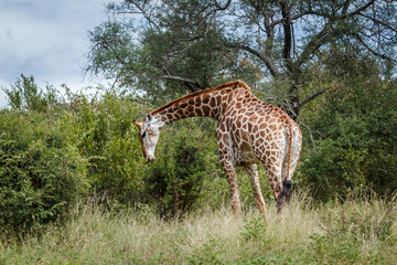 Giraffe eating in the bush in Kruger National park, South Africa ; Specie Giraffa camelopardalis family of Giraffidae