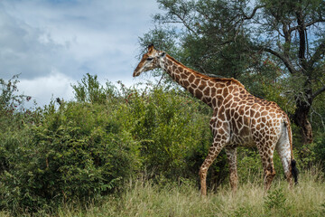 Giraffe walking iin the bush in Kruger National park, South Africa ; Specie Giraffa camelopardalis family of Giraffidae