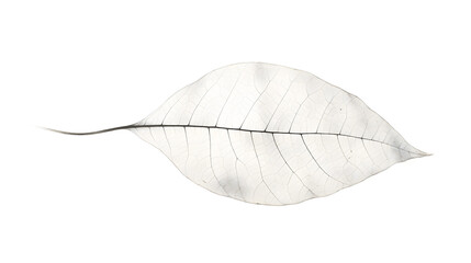 Black and white veins of a leaf with no green.