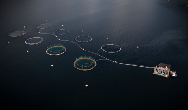 Aerial view of fish farm in Tveitnesvika, Maurangsfjorden, Mauranger, Vestland, Norway.