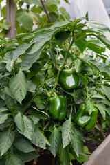 Green pepper on a garden. Green pepper grows on a bed in a greenhouse