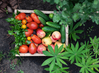 Close up of a mature male farmer is holding a basket with fresh harvested at the moment vegetables satisfied with his harvest