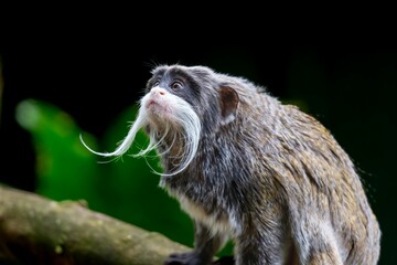 Les moustaches du Tamarin Empereur 