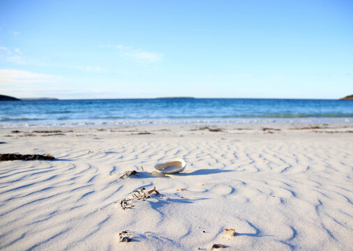 Shell Beside the Ocean on Sand