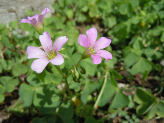 Obraz premium Piante selvatiche