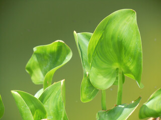 Piante selvatiche © Steve Fossiant