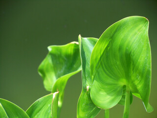 Piante selvatiche © Steve Fossiant