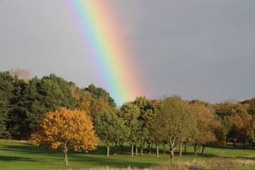 rainbow and trees