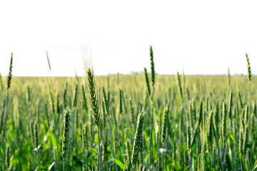 a wheat field with green wheat ears in the white background  
