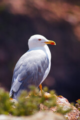 Möwe seagull