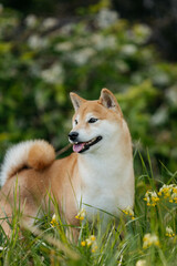 A Shiba Inu dog on the street in spring