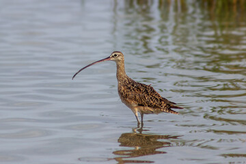 water bird long-billed curlew