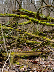 Fototapeta premium green moss growing on dead trees in the winter