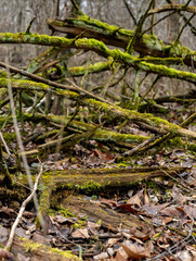 green moss growing on dead trees in the winter