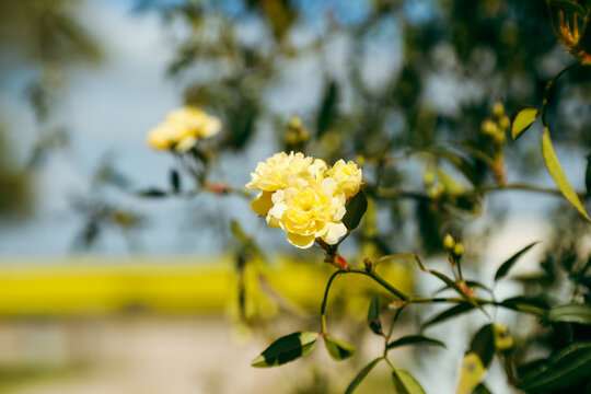 Yellow banksia rose in flower with golden canola field in background on country property