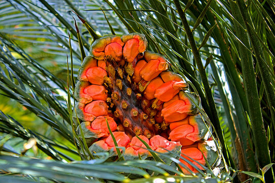 Zamiaceae orange fruit